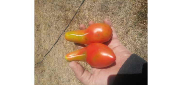 İri ampul domates nadir bulunur etli