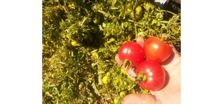 Küçük yuvarlak kırmızı domates