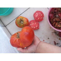 Arapgir çok iri sırık domates