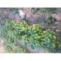 Oturak fasülye Üzümbağı köyünden