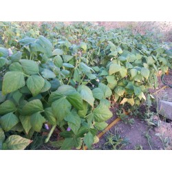 Oturak fasülye Üzümbağı köyünden