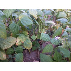 Oturak fasülye Üzümbağı köyünden