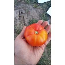 İri Deşti domates domatesin atası susuz bile yetişir