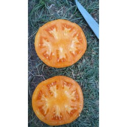 Turuncu yerli domates iri ince kabuk sırık domates