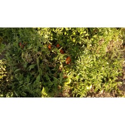 kırmızı kıvırcık köy domatesi Balıkesir menşei