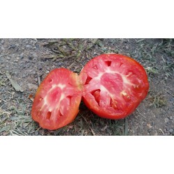 Bohça domatesi
