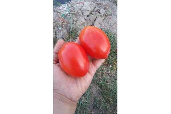 İran domatesi etli salçalık