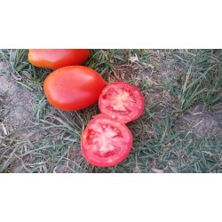 İran domatesi etli salçalık