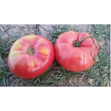 Pembe iri yuvarlak domates Kula domatesi