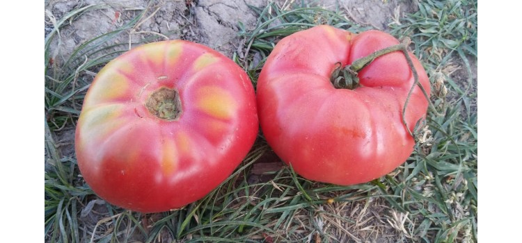 Pembe iri yuvarlak domates Kula domatesi