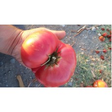 Koyu pembe çok iri yayvan sırık domates  Balıkesir yöresi