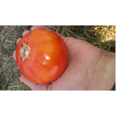 Etli dayanıklı raf ömrü iyi yerli domates