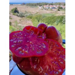 Balıkesir Kırmızı iri Köy domatesi Okka domates