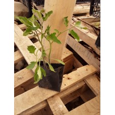 Likopen salkım yumurta domates fidesi (Blue Marzano)