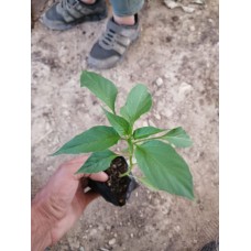 Yeşil dolma biber fİdesi