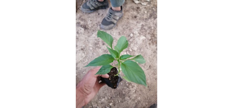 Yeşil dolma biber fİdesi