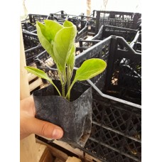 Kemer patlıcan fidesi