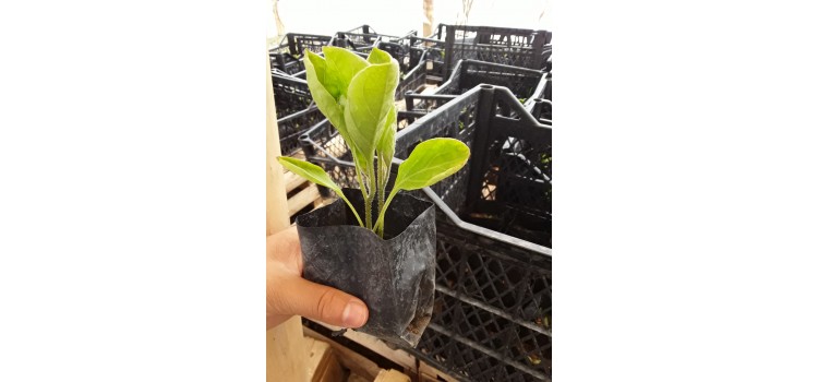 Kemer patlıcan fidesi