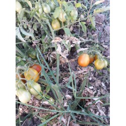 Likopen Rusya salkım domatesi