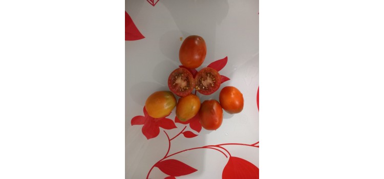 Likopen Rusya salkım domatesi