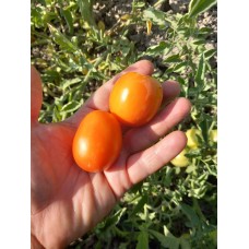 Oval dörtlü salkım verimli domates