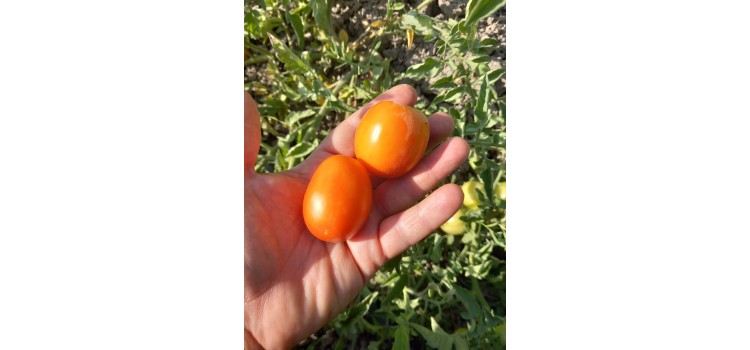 Oval dörtlü salkım verimli domates