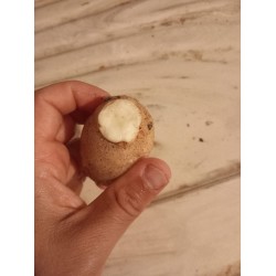 Beyaz Berta patatesi