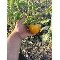 Wilma Garteng sarı domates