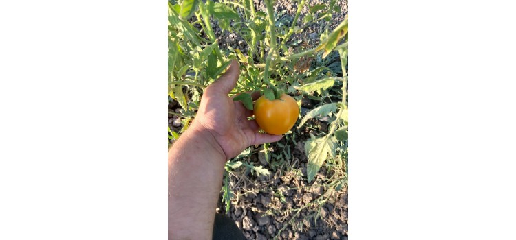 Wilma Garteng sarı domates