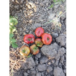 Mor dilimli balkabağı domates