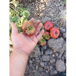 Mor dilimli balkabağı domates