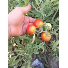 Küçük sert oval domates