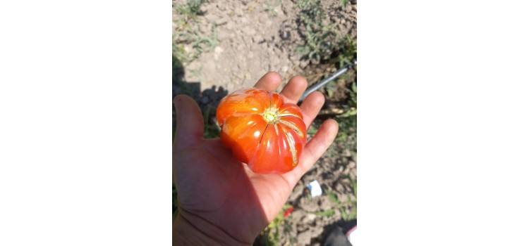 Kırmızı dilimli balkabağı domates