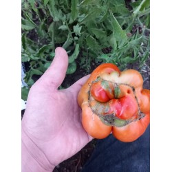 Büklüm kırmızı  köy domatesi