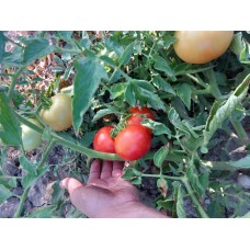 Verimli kırmızı yuvarlak dayanıklı domates