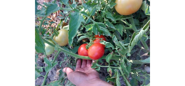 Verimli kırmızı yuvarlak dayanıklı domates