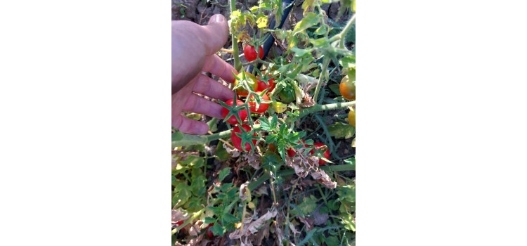 Kırmızı salkım ceviz domates