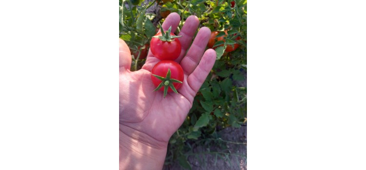 Sivas deşti susuz domates