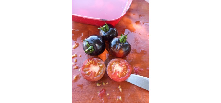 Siyah domates