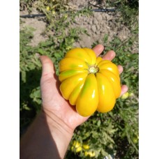 Çok iri dilimli sarı balkabağı domates