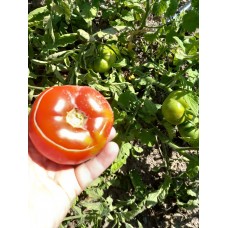 Verimli güzel köy domatesi