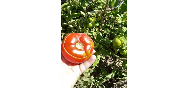 Verimli güzel köy domatesi