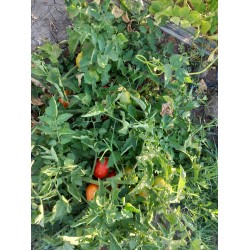 Kırmızı köy domatesi Diyarbakır