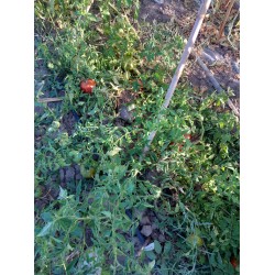 İnaneye iri salçalık domates