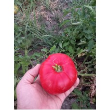 Özel Kırmızı köy domatesi 