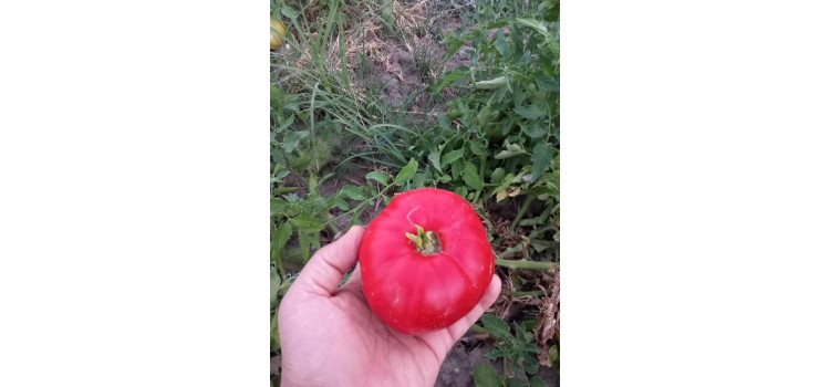 Özel Kırmızı köy domatesi 