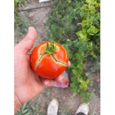 Parçalı yuvarlak kırmızı domates