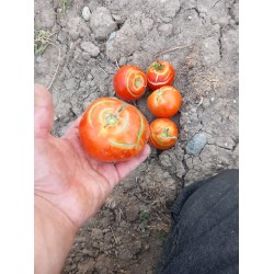Yalıncak sırık domates