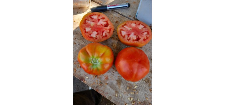 İri kırmızı etli salçalık domates