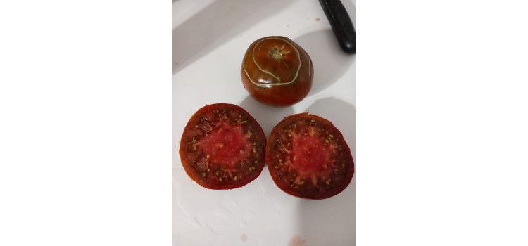 Kara çanak likopen domates